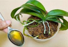 Sipajte samo jednom! Najslabija orhideja momentalno postaje jaka i cvjeta cijelu godinu…..FOTO