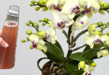 1 DOZA JE DOVOLJNA! Orhideja će odmah pustiti novo korijenje icvjetati cijelu godinu!
