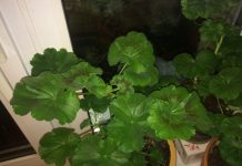 Učinite to u Januaru: Grm neće požutjeti, ostatće zelen cijelo ljeto, brzo će rasti i obilno cvjetati!