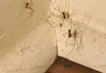 PAUKOVI NE PODNOSE MIRIS JEDNE BILJKE: Nabavite je i nećete ih više vidjeti u kući