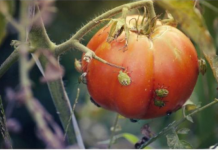 SMRDIBUBE NE PODNOSE OVAJ RASTVOR: Poprskajte povrće i više neće dolaziti u vašu baštu