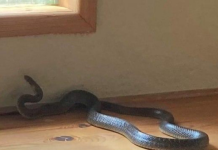 Ako zmije pronađu put do vašeg dvorišta: POSADITE OVE 3 BILJKE I ZAOBILAZIT ĆE VAS U ŠIROKOM LUKU! (FOTO)