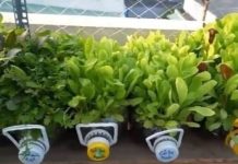 UZELA JE STARE FLAŠE ZA VODU I U NJIMA POSADILA ZELENU SALATU: Ali važno je da znate jedan TRIK, imat ćete salate u izobilju