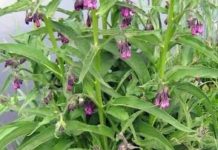 KAŽU DA JE GAVEZ ČUDO OD BILJKE: Nećete vjerovati šta sve može da izliječi, evo kako da ga koristite