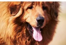 AKO STE MISLILI DA PAS JEDE TRAVU ZBOG PROBLEMA SA STOMAKOM PREVARILI STE SE: EVO šta je prava istina, morate znati