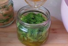 Dar prirode – Sirup od borovih iglica kao prirodni lijek za razne probleme