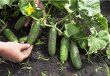 NIKADA NE SADITE KRASTAVCE BEZ NJEGA: Bacite ga urupu kada sadite presađene biljke u bašti!