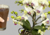 Sipao sam 1 čašu ukorijenje! Orhideje ODMAH cvjetaju cijele godine na ovaj jednostavan način.