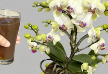 Sipao sam 1 čašu ukorijenje! Orhideje ODMAH cvjetaju cijele godine na ovaj jednostavan način.