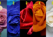 Test podsvesti: Odaberite jednu ružu i saznajte šta vas vodi u životu, a šta krijete od drugih