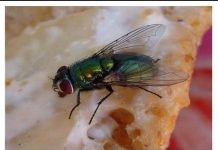 KUĆA VAM JE PUNA MUHA, OTJERAJTE IH BRZO I JEDNOSTAVNO: Treba vam samo JEDNA NAMIRNICA