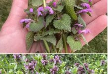 Skoro je pravo vreme! Izađi napolje i sakupi crvenu mrtvu koprivu – evo kako da je prepoznaš i koristiš na sjajne načine