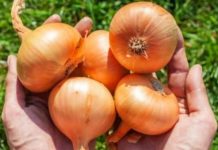 SVAKI DAN POJEDITE POLA GLAVICE CRVENOG LUKA: Ima nevjerovatno zdravo djelovanje na organizam