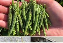 Skrivena iscjeljujuća moć lista trputca: tiha čudesna biljka prirode