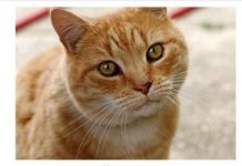 ZAŠTO MAČKA PRATI VLASNIKA U STOPU: Ako ide s vama čak i u WC, EVO ŠTA VAM PORUČUJE