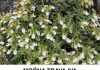Trava iva – Biljka koja „mrtvog diže“ i liječi čitav organizam