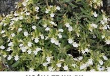 Trava iva – Biljka koja „mrtvog diže“ i liječi čitav organizam