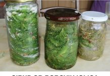 Sirup od borovih iglica – Izuzetno jak napitak koji pomaže kod dosta tegoba, evo kako da ga napravite