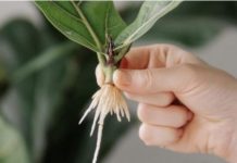 Moja baka mi jerekla tajnu ukorjenjivanja bilo koje biljke: NE MOŽE BITI JEDNOSTAVNIJE!