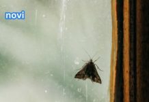 Moljci bježe kao ludi od ovoga, kao i ostale štetočine