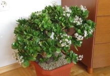 Čak ni svekrva nije slutila da može tako lijepo da procvjeta: Bilo je dovoljno da ovo sipate pravo u SAKSIJU i krasula je procvjetala za sedam dana!