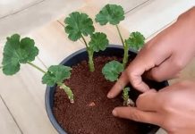 Uzgajivač je 0TKRI0 tajni trik za uzgoj MUŠKATLI: Zahvaljujući OVOJ metodi, dobivate SNAŽNE biljke POTPUNO BESPLATNO