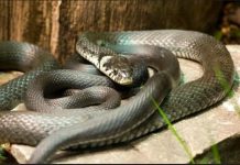 Zmije ovaj miris ne podnose, čim gaosete nikad više se ne vraćaju! Sezona kreće, Srbi, ovo će vas jedino spasiti!