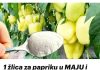 1 kašika za papriku u MAJU i ona ODMAH raste, oživljava i rađa 5 PUTA više NEGO PRIJE: To je vrlo važan korak!