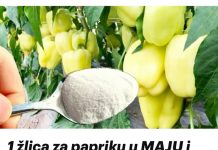 1 kašika za papriku u MAJU i ona ODMAH raste, oživljava i rađa 5 PUTA više NEGO PRIJE: To je vrlo važan korak!