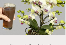 Dodala je šalicu do korijena! Orhideje cvjetaju tijekom cijele godine na ovaj jednostavan način.