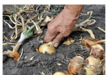 Ne zaboravite krajem MAJA bitno gnojivo za luk- EVO KAKO DA SE SPREMITE ZA NAJVEĆU BERBU IKADA!