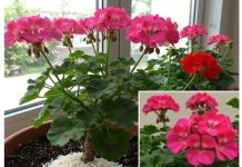 Pospite ovaj sastojak po svojim kućnim biljkama i cijelo susjedstvo će vam zavidjeti