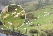 SNIMALA OVCE pa primjetila nešto čudno: “Nisam mogla vjerovati svojim očima! Da li je to moguće? (FOTO)