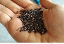 NEMA DIJETA, SVIMA JE POTREBNA SAMO OVA NAMIRNICA Topi kilograme, čuva srce, ljekari je smatraju ČUDESNOM! (FOTO)