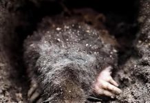 Krtice vam prave veliku štetu, evo kako da ih se rešite: Sipajte ovaj napitak u zemlju i odmah će pobeći! (FOTO)