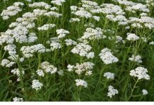 OVO JE BILJKA KOJU SVAKA KUĆA MORA DA IMA: Liječi sve od usta do debelog crijeva i obnavlja sluzokožu želuca! (FOTO)