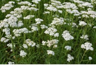 OVO JE BILJKA KOJU SVAKA KUĆA MORA DA IMA: Liječi sve od usta do debelog crijeva i obnavlja sluzokožu želuca! (FOTO)