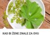 KAD BI ŽENE ZNALE ZA 0VU BILJKU, GINEK0L0G im ne bi trebao: Pomaže kod NEPL0DN0STI, a miomi i ciste ODMAH nestaju! (FOTO)