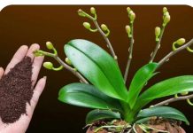 Dovoljna je kašikica JEDNA: Orhideja će za nekoliko dana čudesno donijeti mnogo cvjetova!