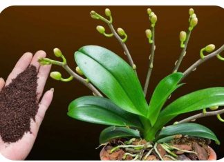 Dovoljna je kašikica JEDNA: Orhideja će za nekoliko dana čudesno donijeti mnogo cvjetova!