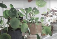 KADA PROCVJETA, U KUĆU STIŽU DOBRE VIJESTI – BILJKA KOJA JE MAGNET ZA SREĆU: Stavite joj ovo u saksiju da privuče novac!