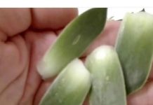 SVAKI DAN POJESTI PO JEDAN LIST ČINI ČUDA U ORGANIZMU: Evo kako se pravilno koristi