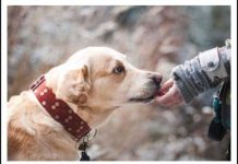 ZNATE LI ŠTA ZNAČI AKO VAM PAS LIŽE RUKU: Nije ljubav, evo šta želi da vam poruči