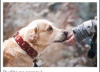 ZNATE LI ŠTA ZNAČI AKO VAM PAS LIŽE RUKU: Nije ljubav, evo šta želi da vam poruči