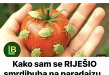 FENOMENALAN TRIK: Evo kako sam se RIJEŠIO smrdibuba na paradajzu.. Ovu stvar ne mogu da podnesu… (FOTO)