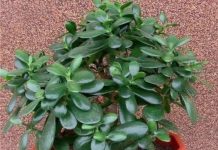 Ova biljka privlači novac samo ako se stavi na pravo mjesto – evo gdje je trebate postaviti!