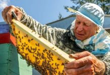 Ne paničite – Evo šta treba da uradite ako vas ujede bilo koji insekt, savetuje iskusni pčelar