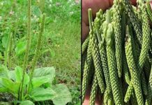 Ovu biljku nikada nemojte gaziti, jer se smatra skupljom od zlata – evo zašto je trputac toliko poseban!