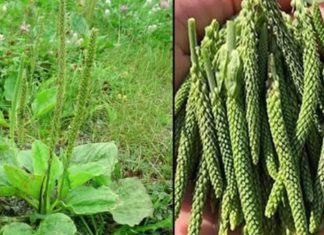 Ovu biljku nikada nemojte gaziti, jer se smatra skupljom od zlata – evo zašto je trputac toliko poseban!