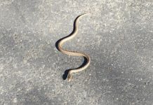 Zmija čuvarkuća – IZAĐE SAMO U JEDNOM SLUČAJU, nikada se ne ubija! (FOTO)